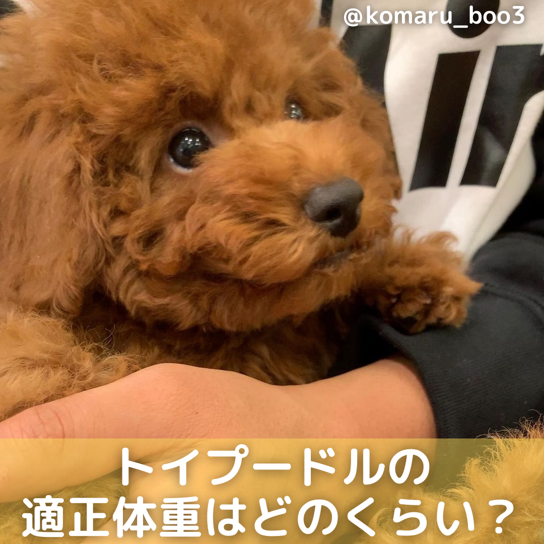 トイプードルの適正体重は?月齢体重の推移や肥満の予防法を解説!のサムネイル画像
